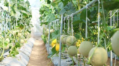 Trellised Cantaloupes .
